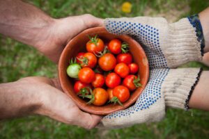 two people gardening in the backyard picking tomatoes